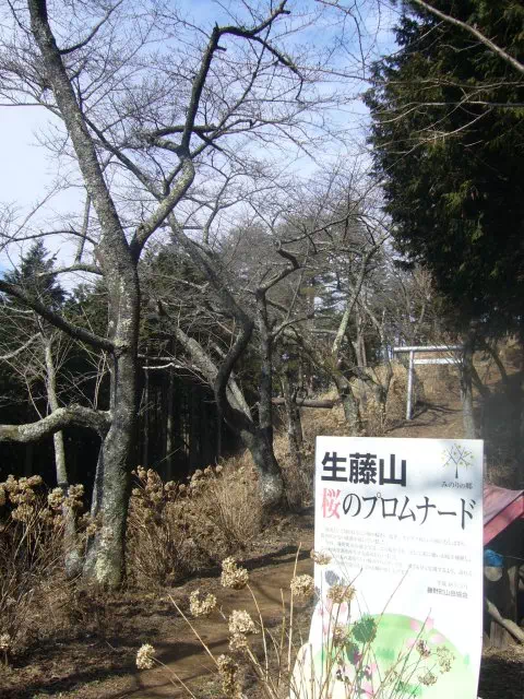 桜のプロムナード