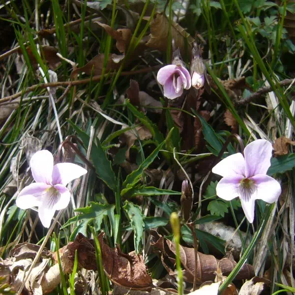 エイザンスミレ