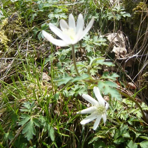 キクザキイチゲ