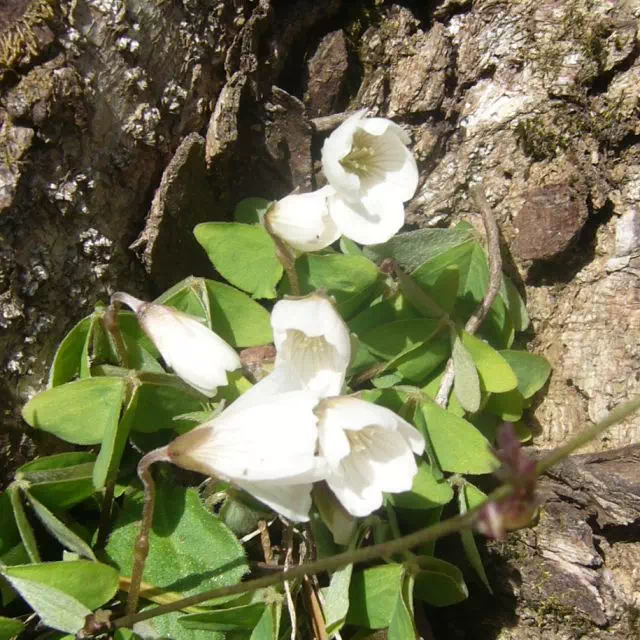 ミヤマカタバミ