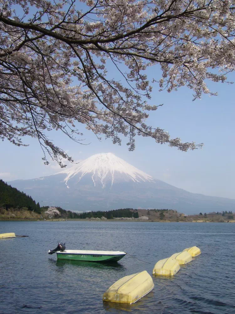 田貫湖と桜