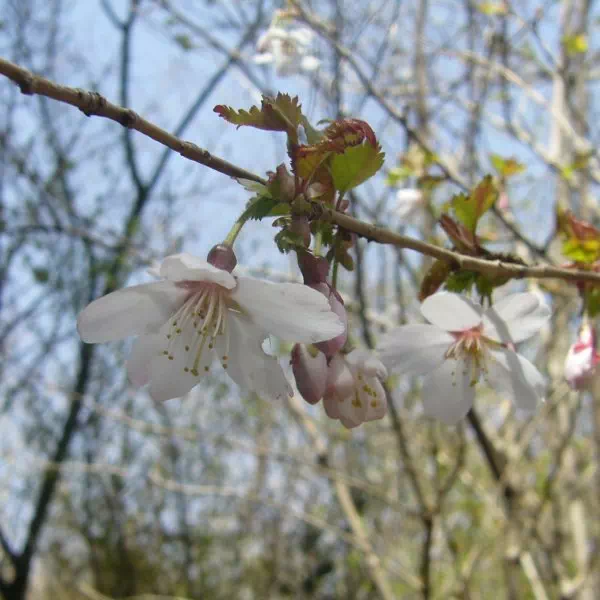 山桜