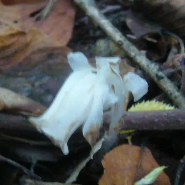 ギンリョウソウ