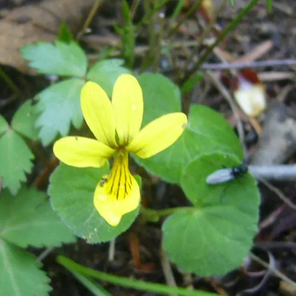 キバナノコマノツメ