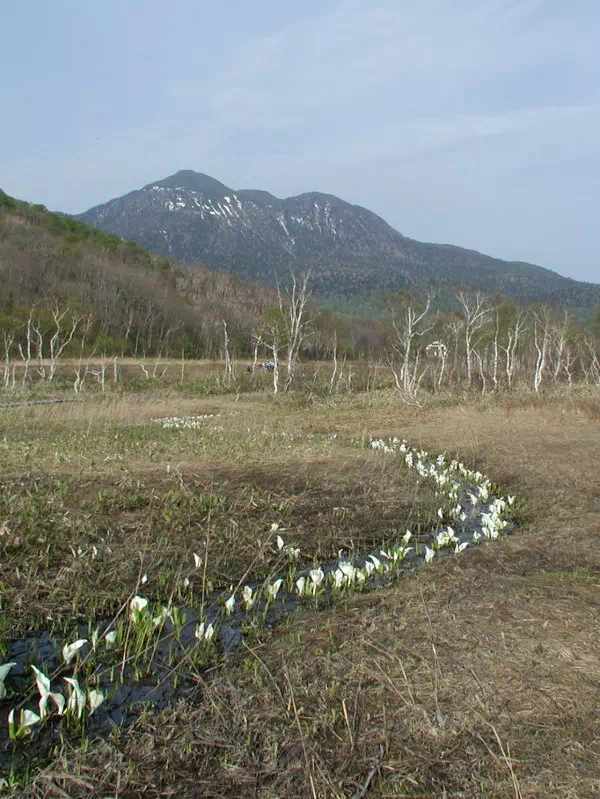 川沿いの水芭蕉 川沿いの水芭蕉