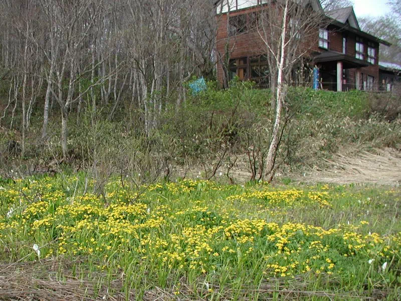 東電小屋前のリョウキンカ 東電小屋前のリョウキンカ