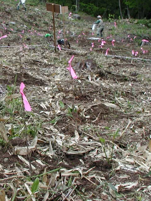 ぶなの苗木 ぶなの苗木