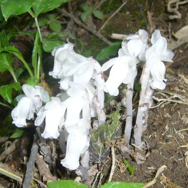 ギンリョウソウ