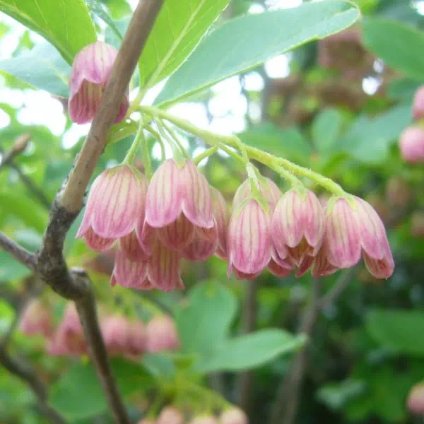 サラサドウダン