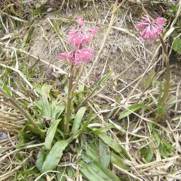 ショウジョウバカマ