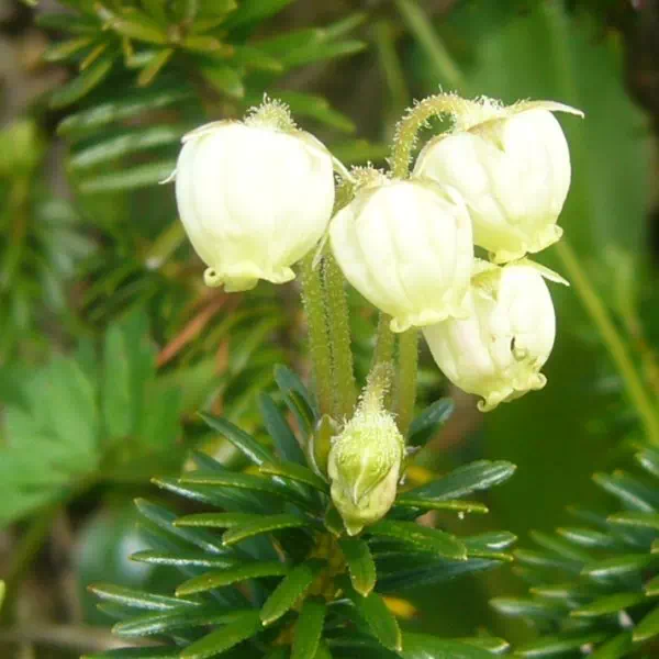 アオノツガザクラ