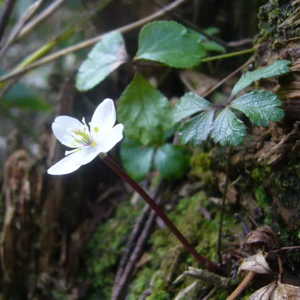 バイカオウレン