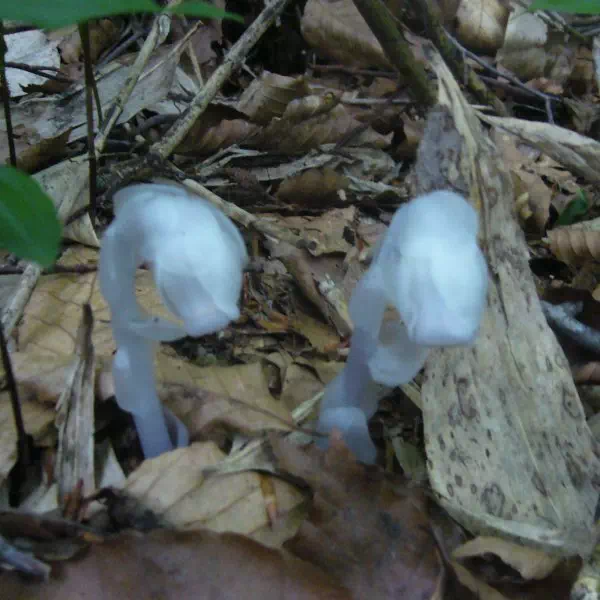 ギンリョウソウ