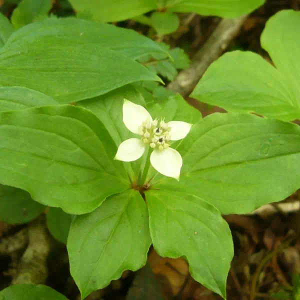 ゴゼンタチバナ