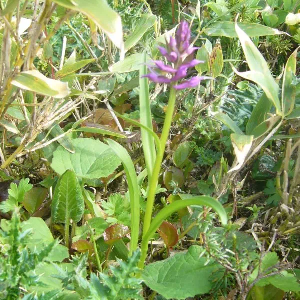 ハクサンチドリ