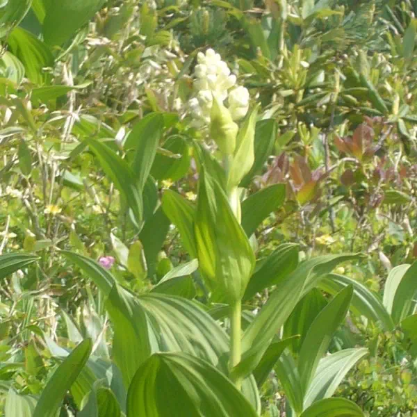 コバイケイソウ