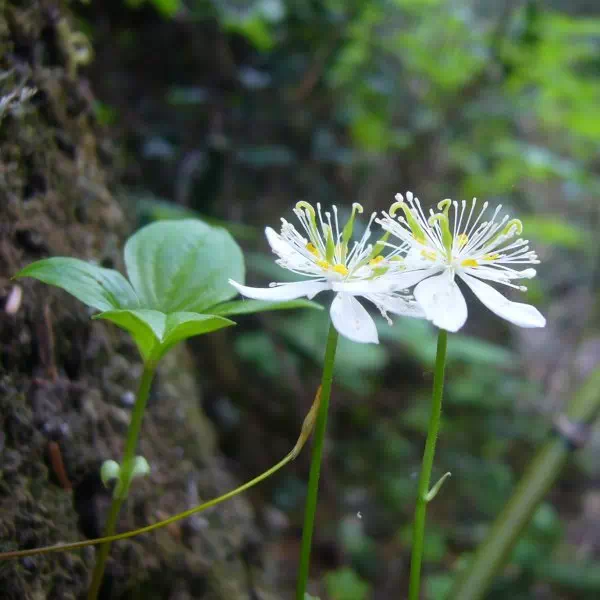 ミツバオウレン