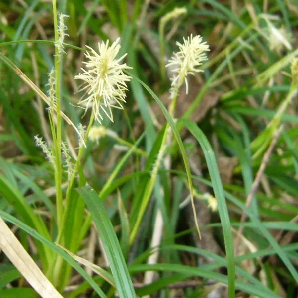 オクノカンスゲ