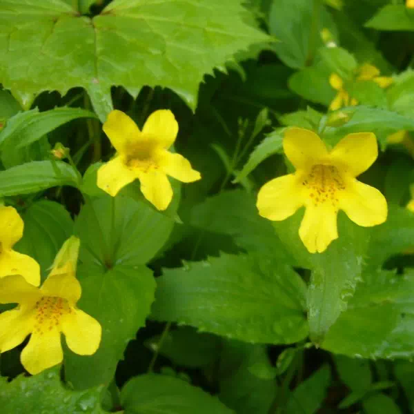 オオバミゾホウズキ