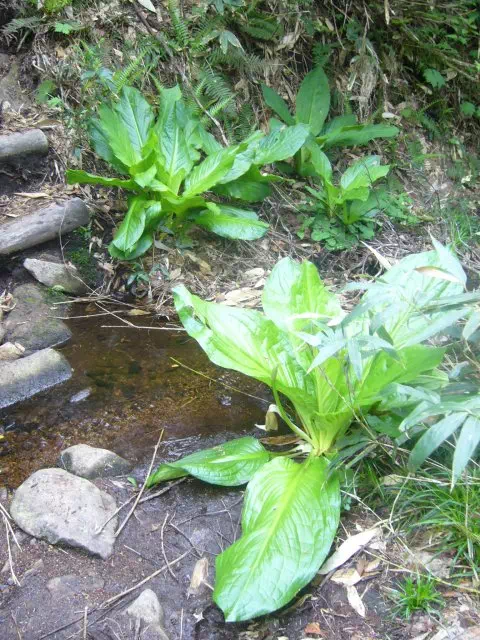 沢沿いの水芭蕉 沢沿いの水芭蕉