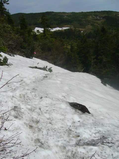 雪渓 雪渓