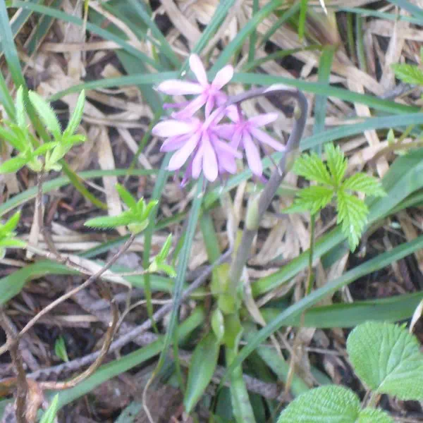 ショウジョウバカマ