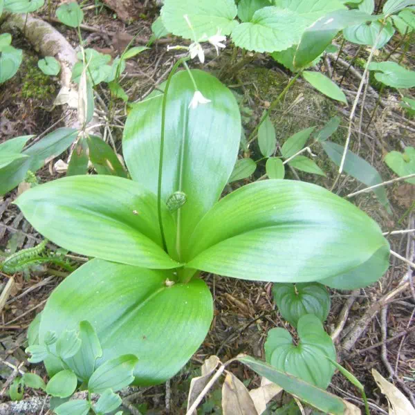 つばめおもと つばめおもと