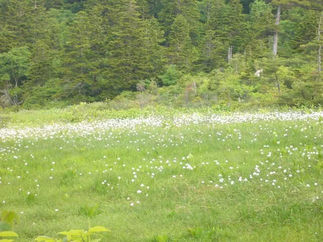 わたすげ わたすげ