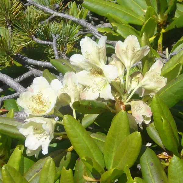 黄花シャクナゲ