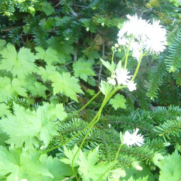 モミジカラマツ