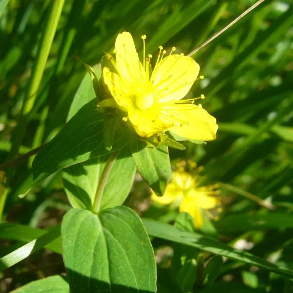 シナノオトギリ