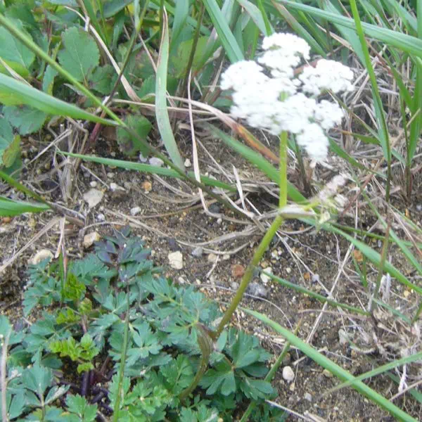 シラネニンジン