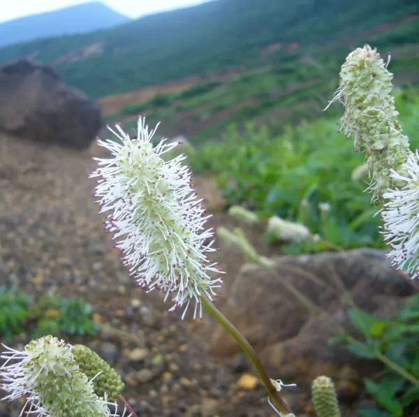 シロバナトウウチソウ