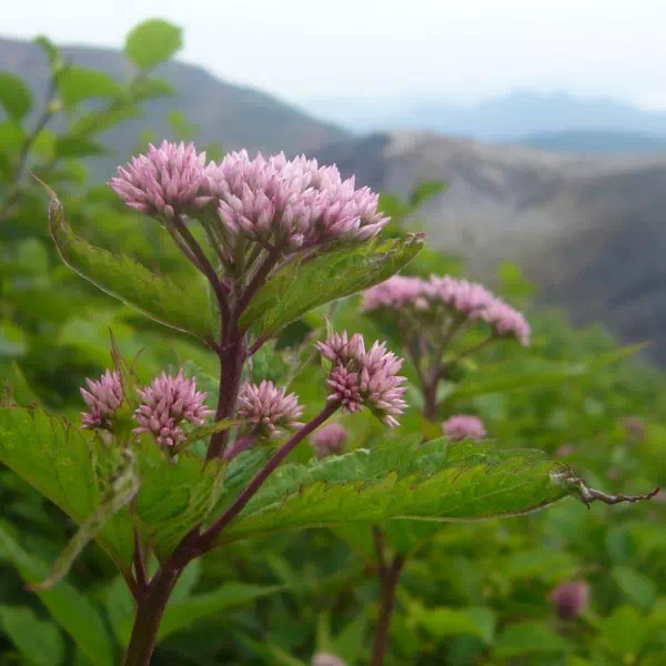 ヨツバヒヨドリ