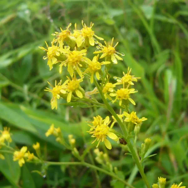 アキノキリンソウ