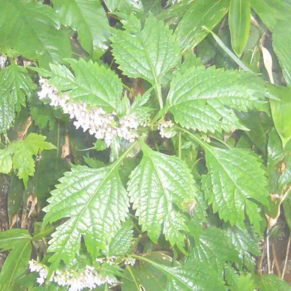 カメバヒキオコシ