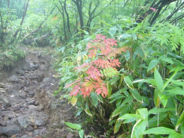 ななかまど ななかまど