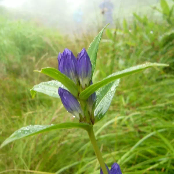 オヤマリンドウ