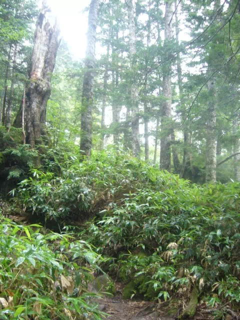 しらびそ? しらびそ?