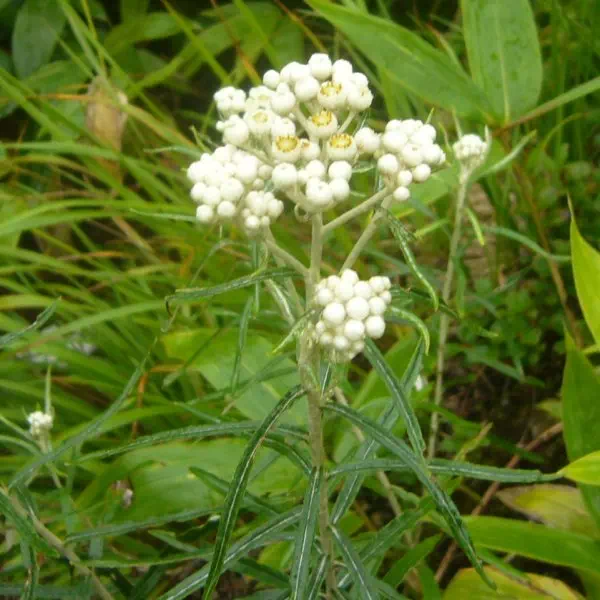 やまははこ やまははこ