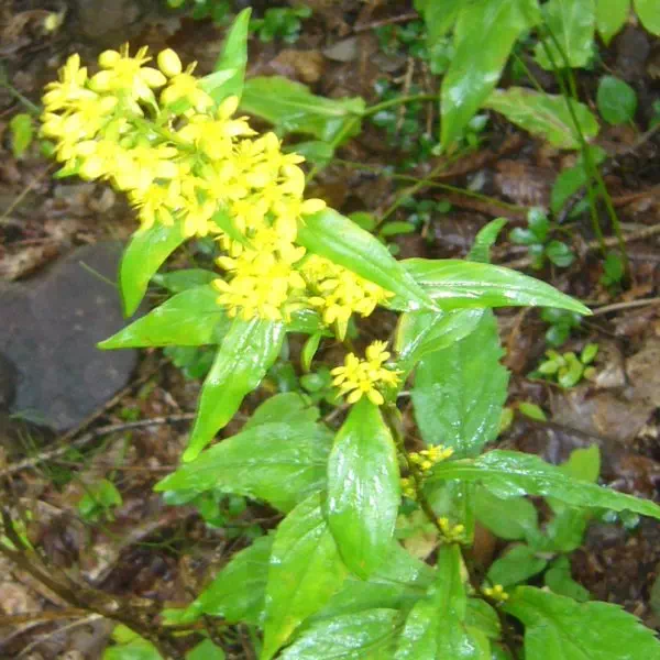 アキノキリンソウ