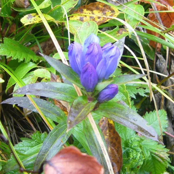 オヤマリンドウ