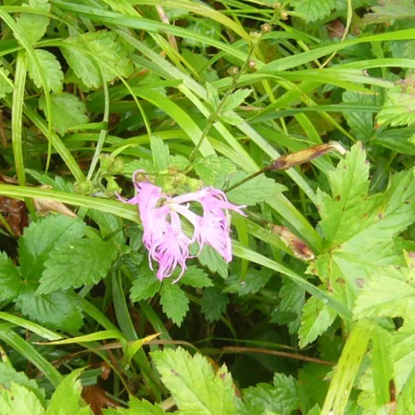 たかねなでしこ