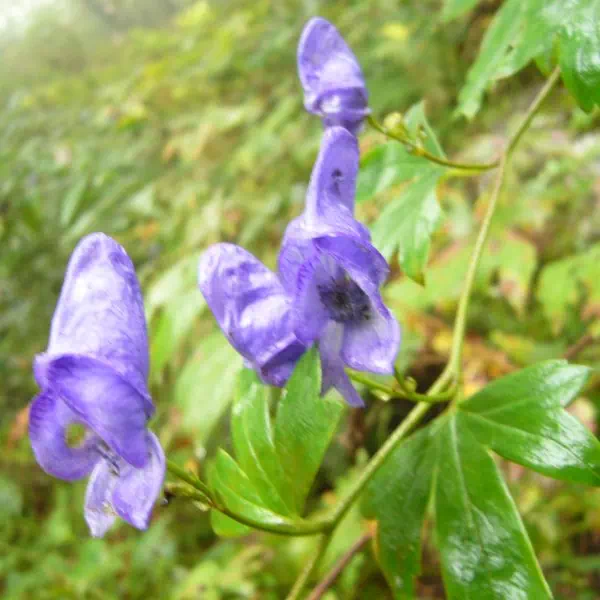 妙高トリカブト