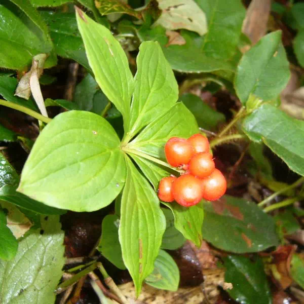 ゴゼンタチバナ