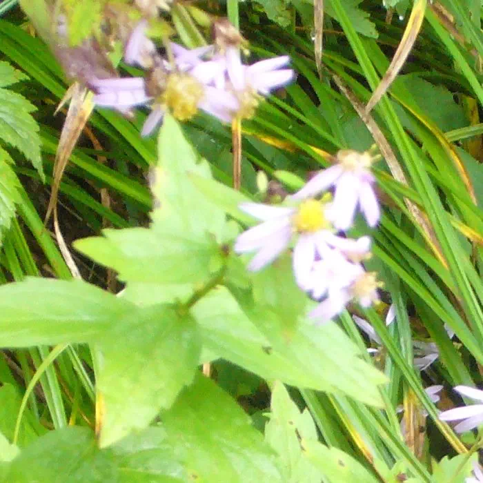 ノコンギク ノコンギク