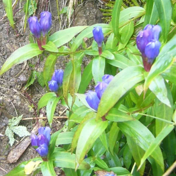 オヤマリンドウ オヤマリンドウ