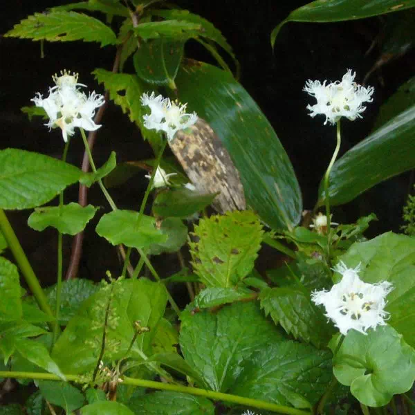 シラヒゲソウ シラヒゲソウ