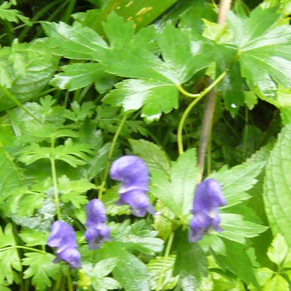 ミョウコウトリカブト ミョウコウトリカブト