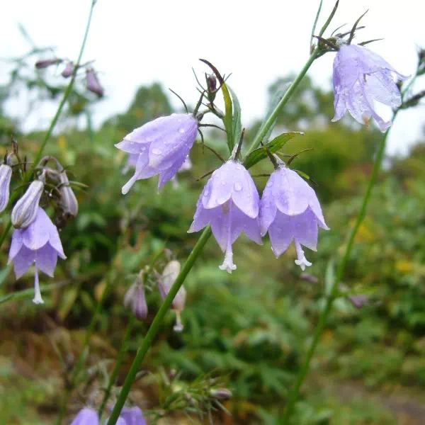 ツリガネニンジン ツリガネニンジン